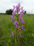 Brachycorythis pleistophylla subsp. pleistophylla