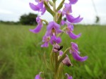 Brachycorythis pleistophylla subsp. pleistophylla