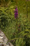 Brachycorythis pleistophylla subsp. pleistophylla
