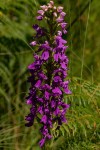Brachycorythis pleistophylla subsp. pleistophylla