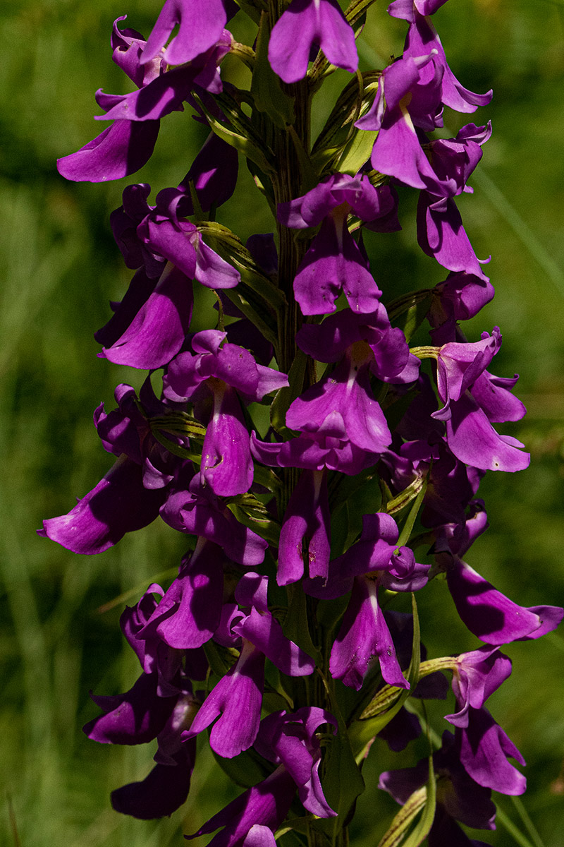 Brachycorythis pleistophylla subsp. pleistophylla