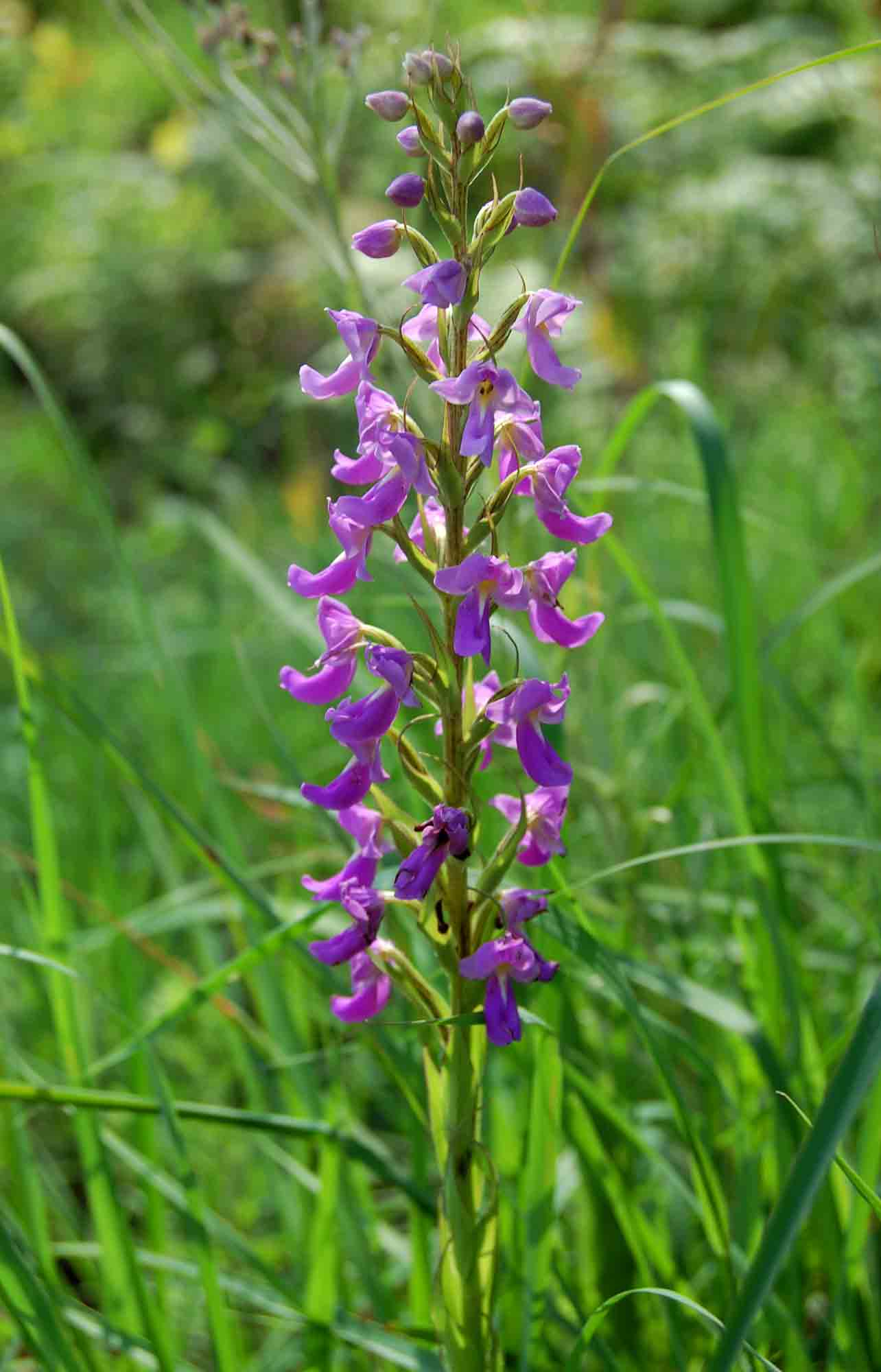 Brachycorythis pleistophylla subsp. pleistophylla