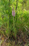 Brachycorythis pleistophylla subsp. pleistophylla
