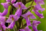Brachycorythis pleistophylla subsp. pleistophylla