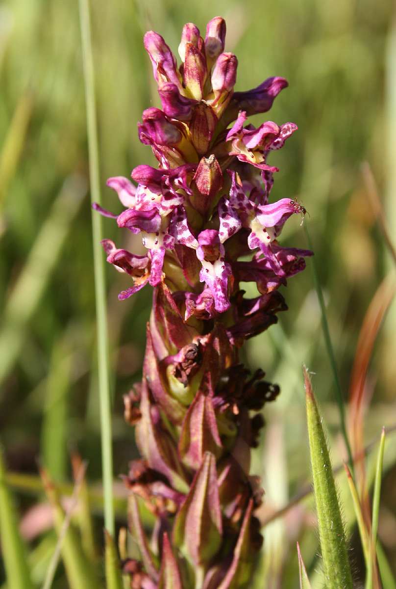 Brachycorythis tenuior
