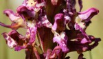 Brachycorythis tenuior