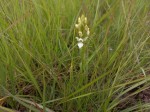 Brachycorythis tenuior