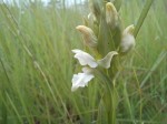 Brachycorythis tenuior