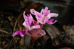 Brachycorythis lastii