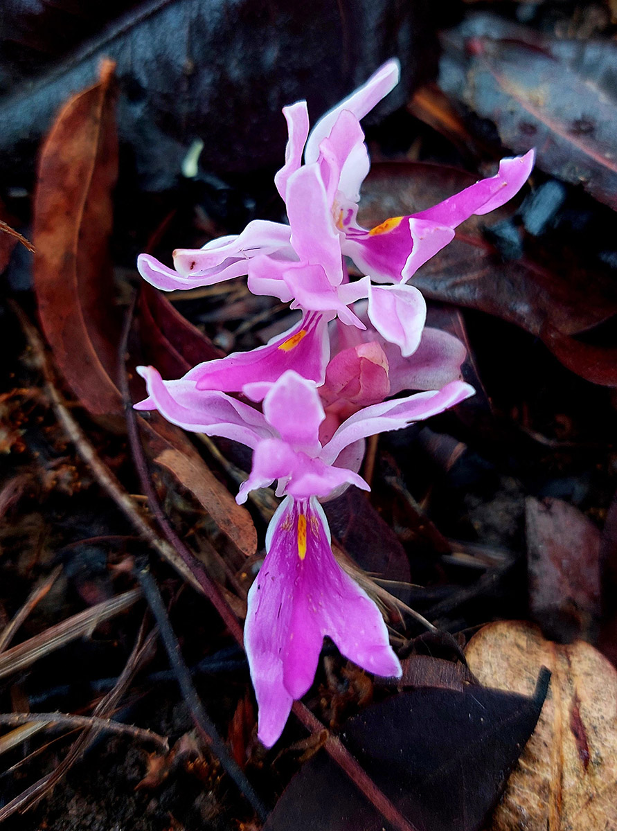 Brachycorythis lastii Brachycorythis lastii