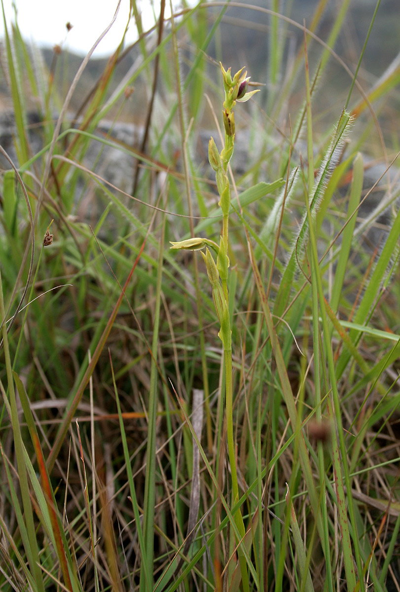 Neobolusia ciliata