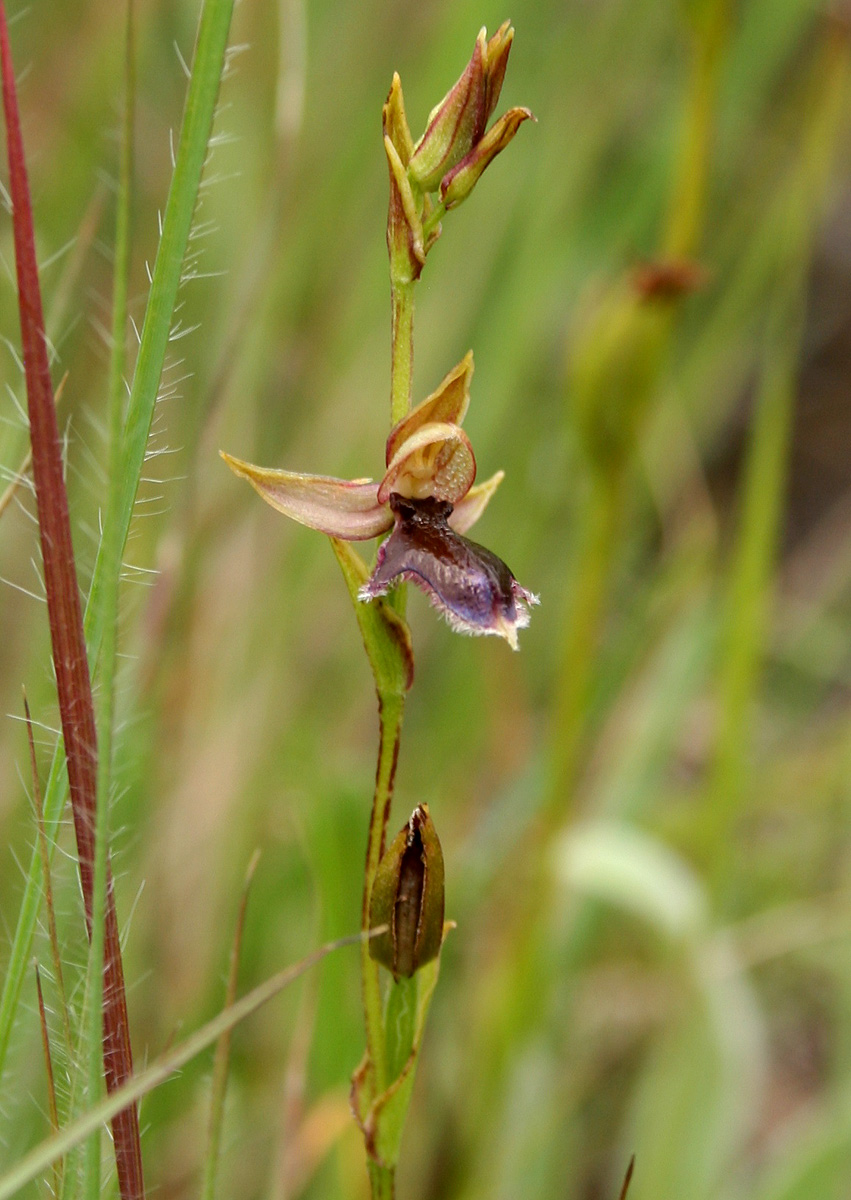 Neobolusia ciliata