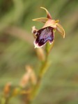 Neobolusia ciliata
