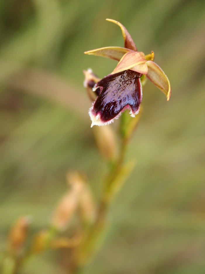 Neobolusia ciliata