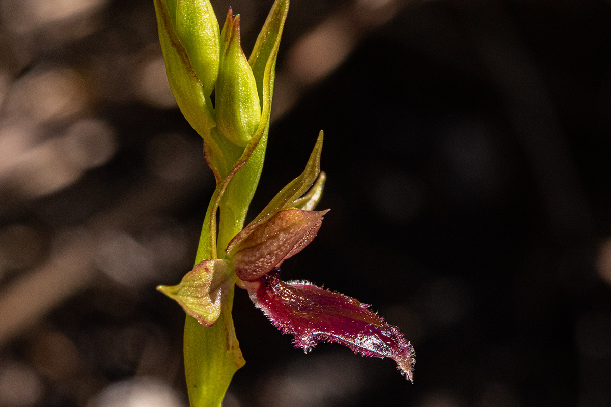 Neobolusia ciliata