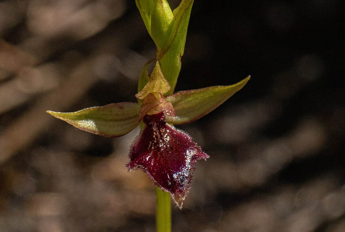 Neobolusia ciliata