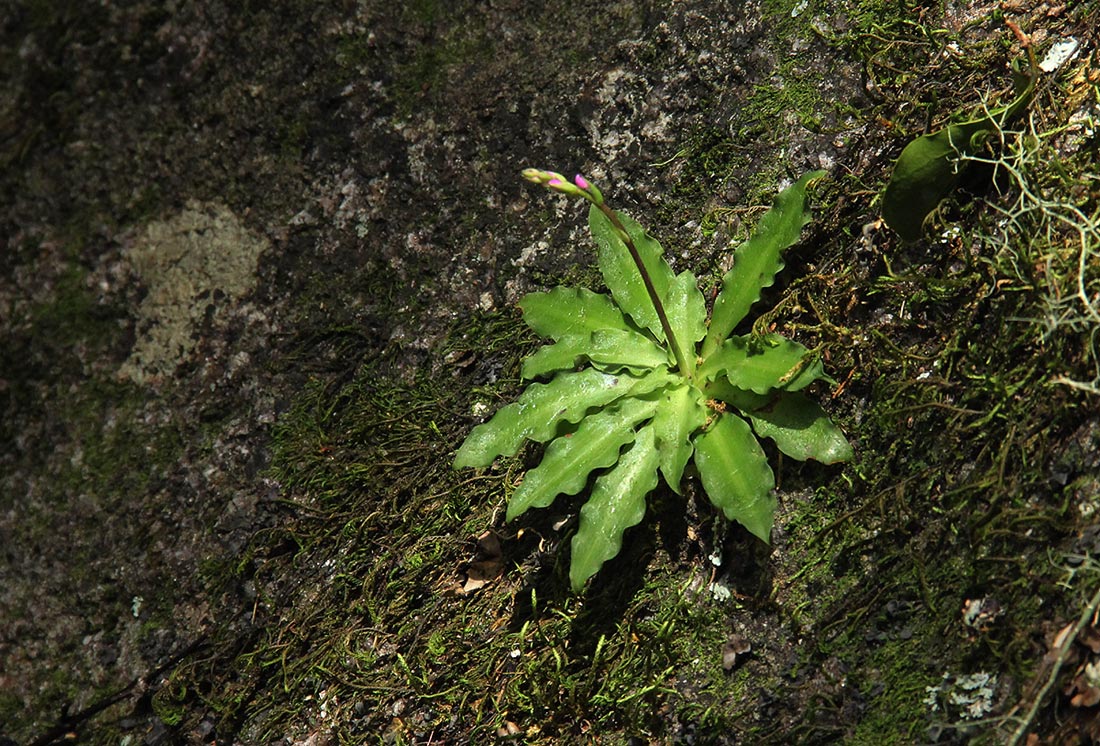 Stenoglottis zambesiaca
