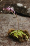 Stenoglottis zambesiaca