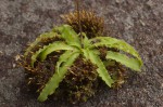 Stenoglottis zambesiaca