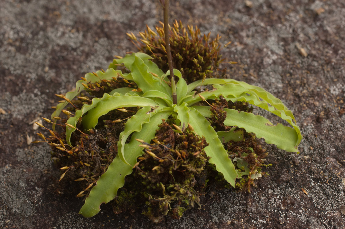 Stenoglottis zambesiaca