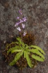 Stenoglottis zambesiaca