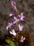 Stenoglottis zambesiaca