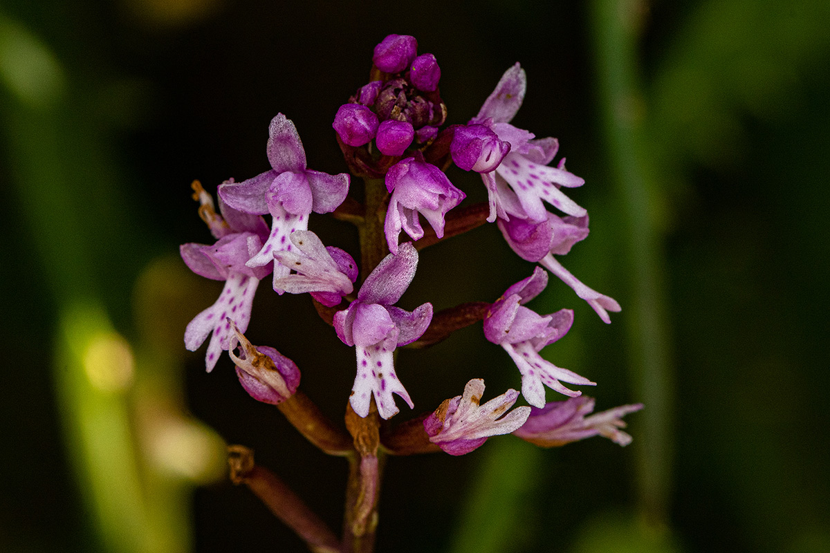 Stenoglottis zambesiaca
