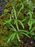Stenoglottis zambesiaca