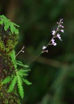 Stenoglottis zambesiaca