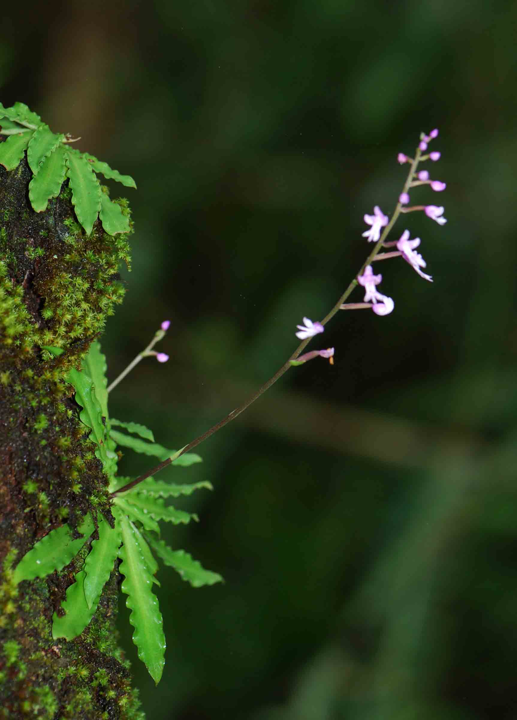 Stenoglottis zambesiaca