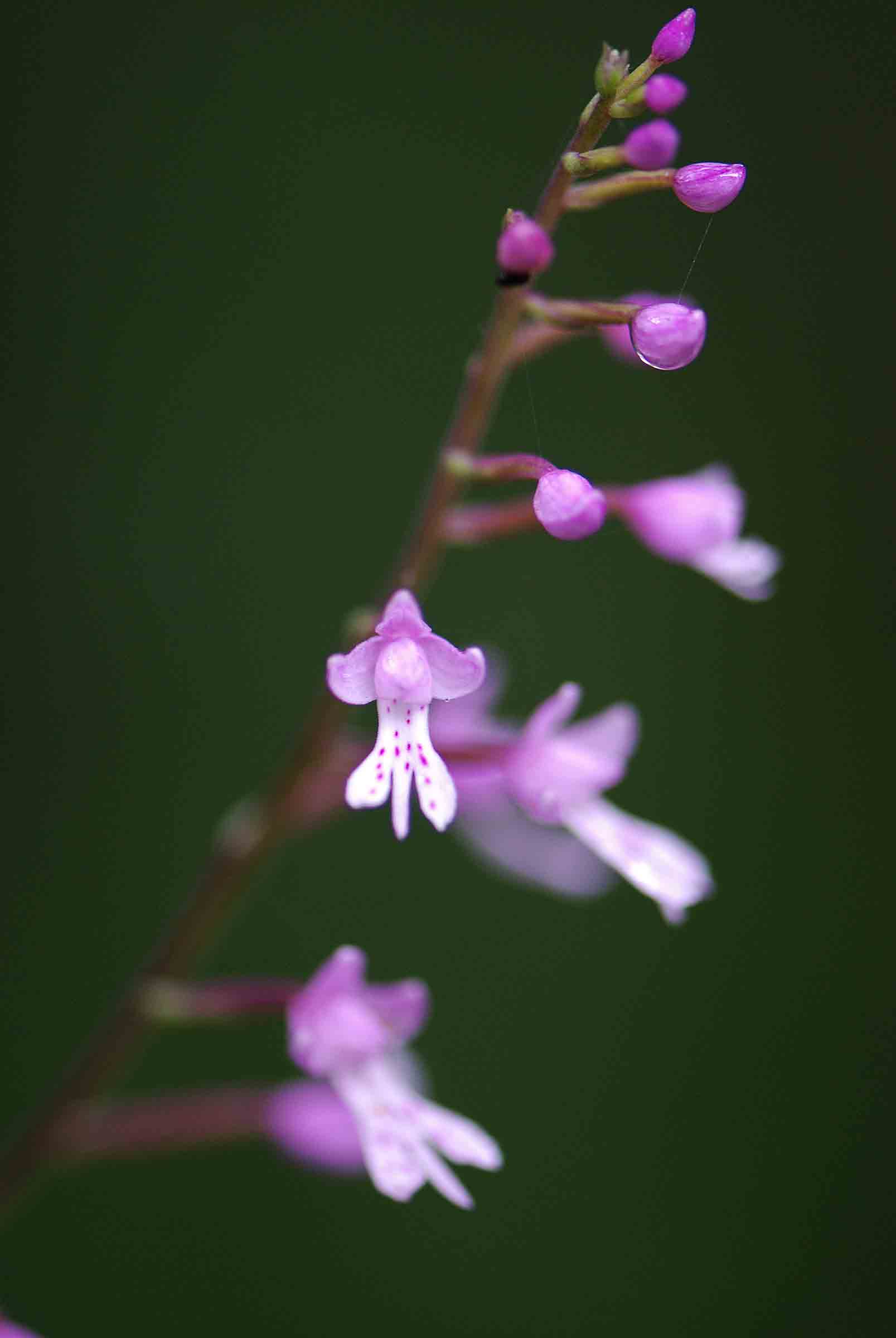 Stenoglottis zambesiaca