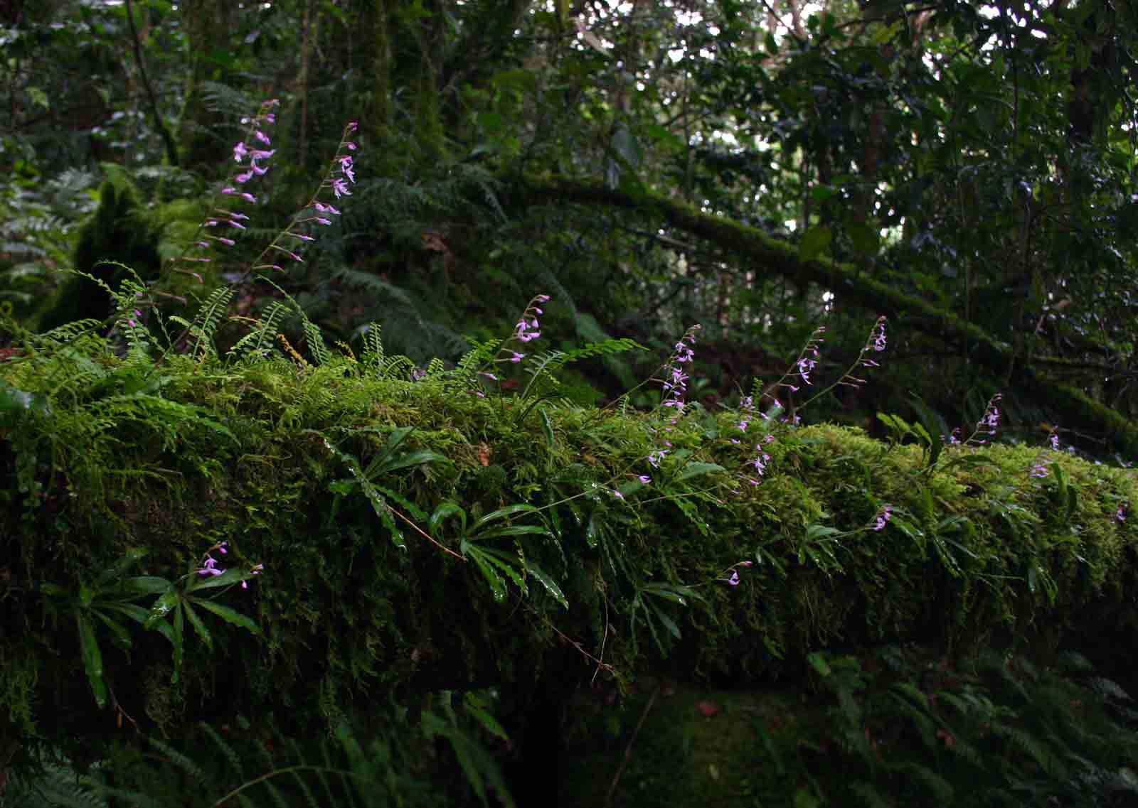 Stenoglottis zambesiaca
