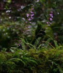Stenoglottis zambesiaca