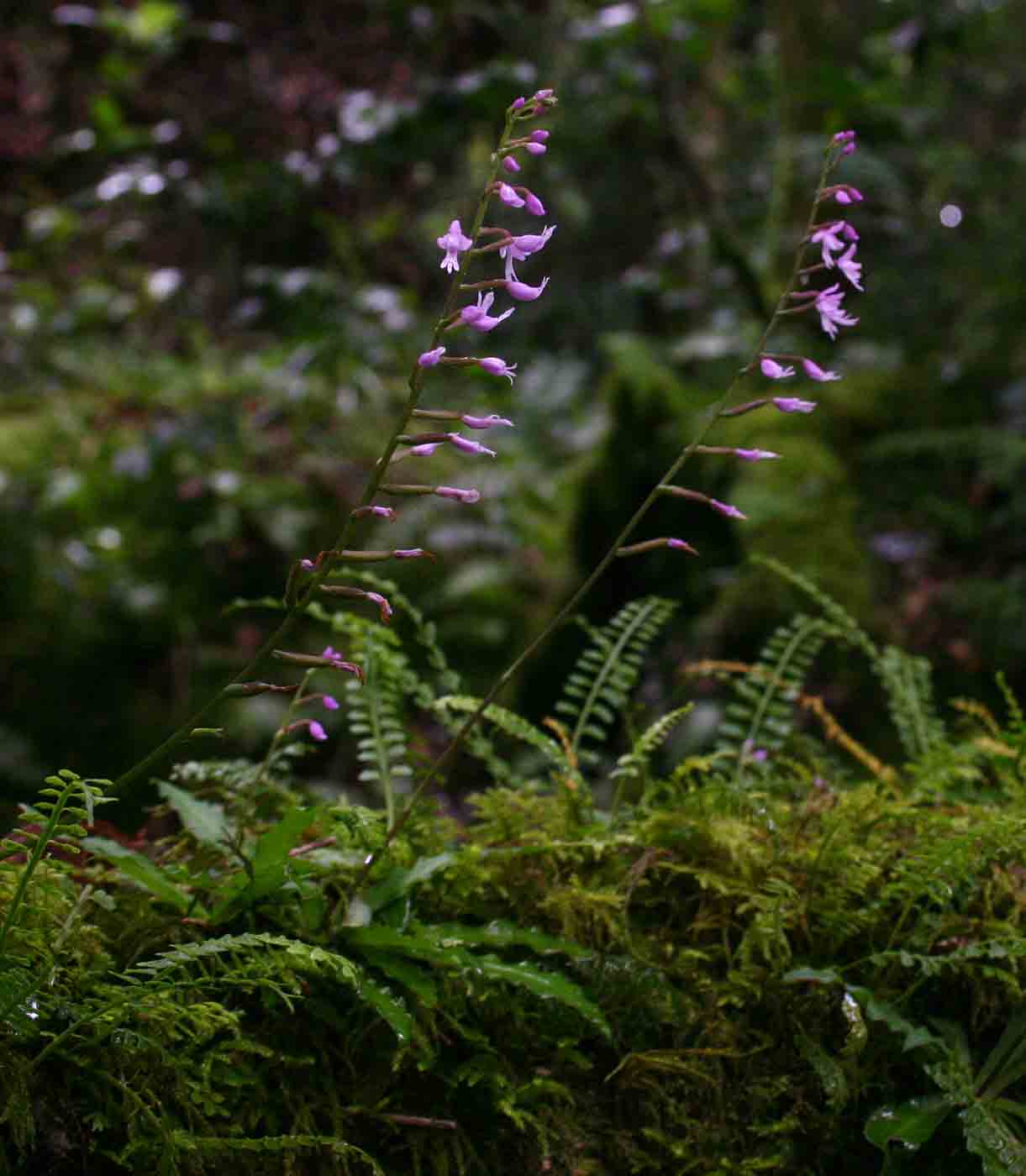 Stenoglottis zambesiaca