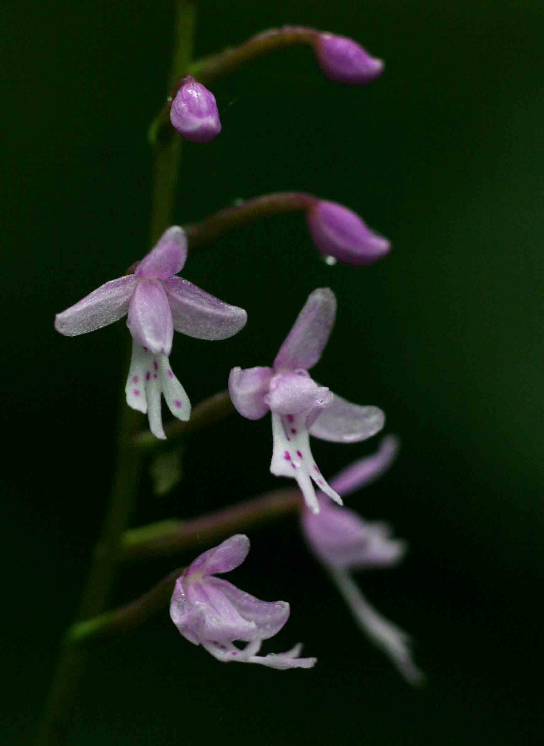 Stenoglottis zambesiaca