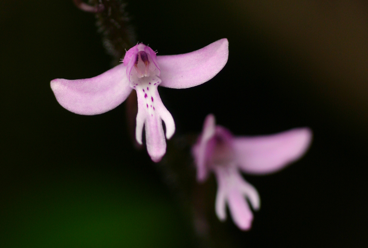 Cynorkis anisoloba