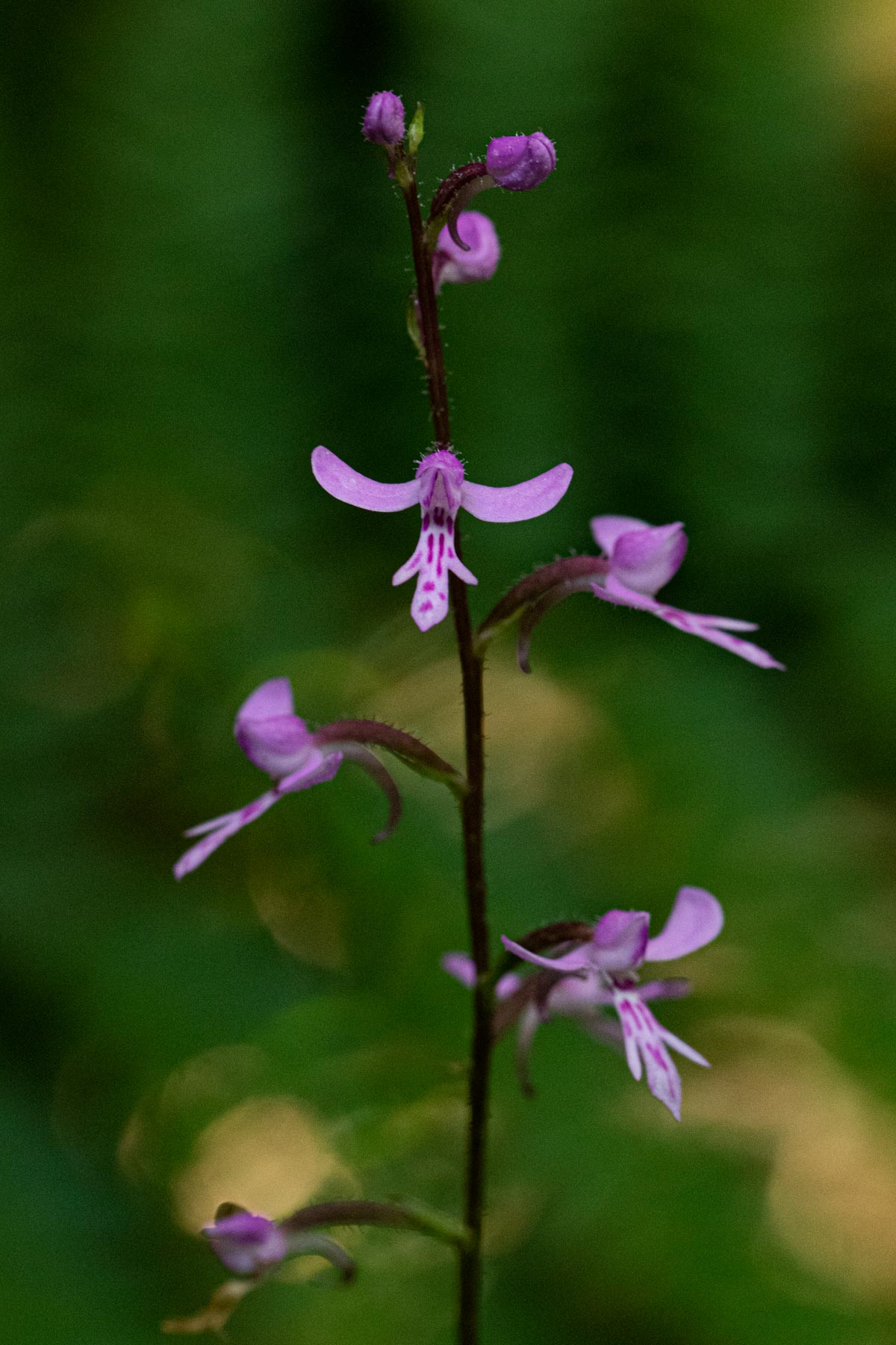 Cynorkis anisoloba
