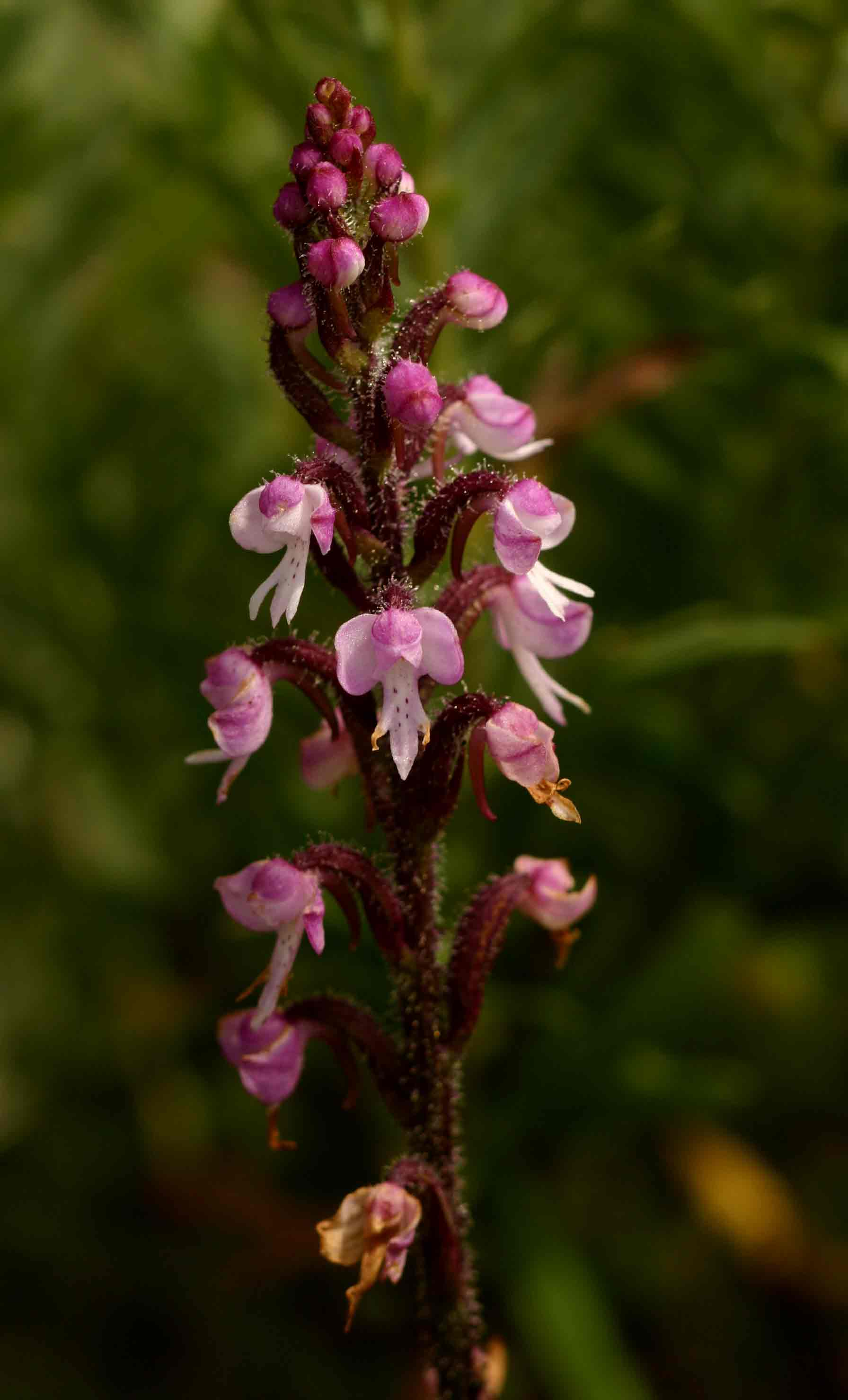 Cynorkis anisoloba