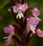 Cynorkis anisoloba