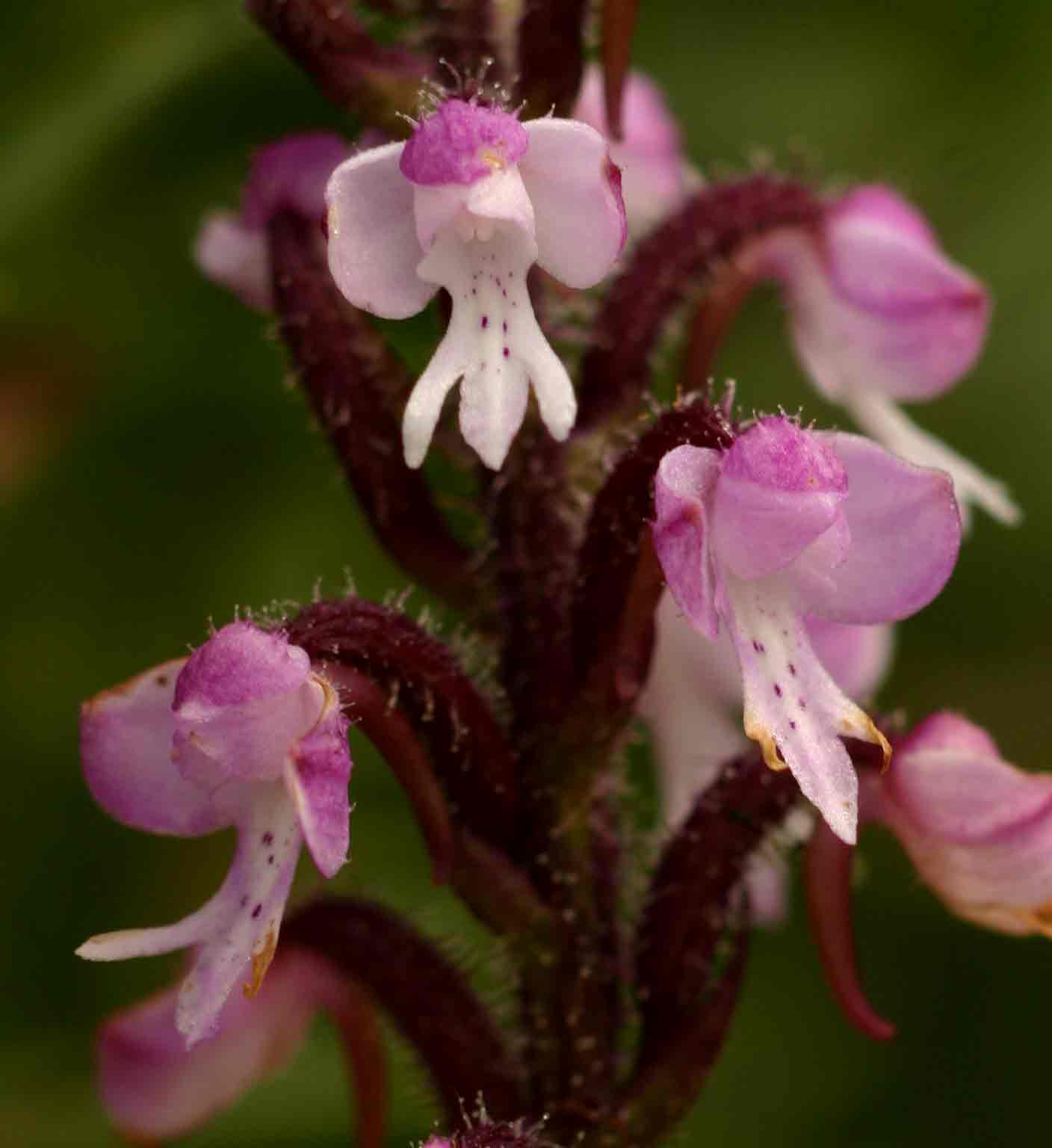 Cynorkis anisoloba