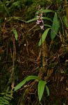 Cynorkis anisoloba