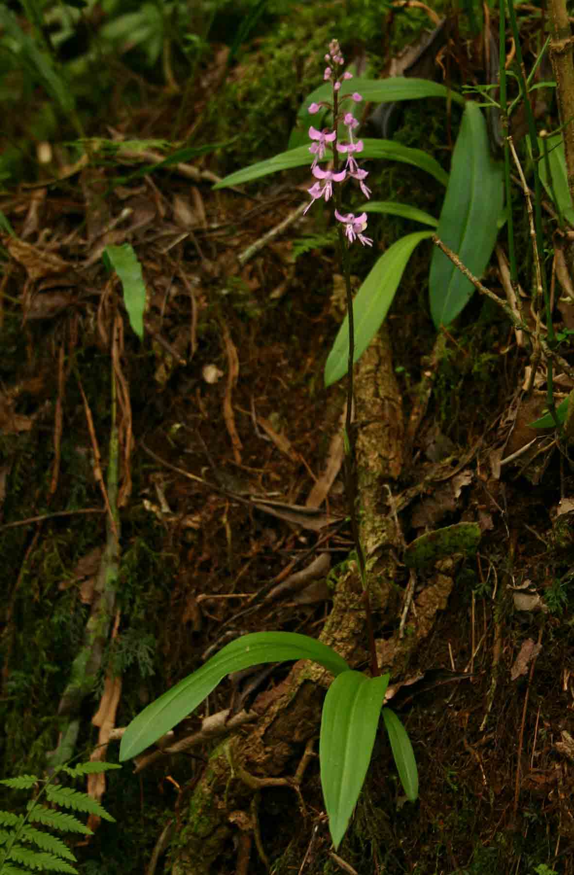 Cynorkis anisoloba