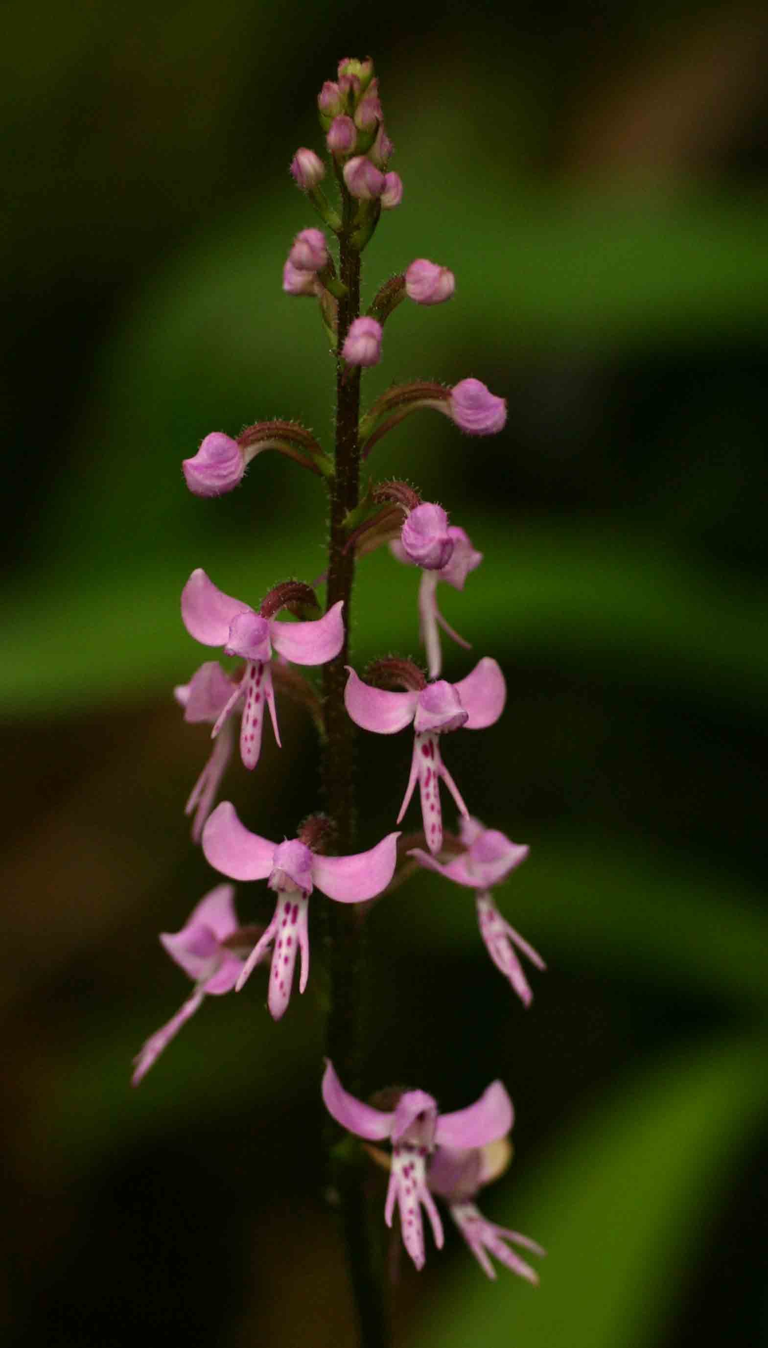 Cynorkis anisoloba
