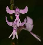 Cynorkis anisoloba