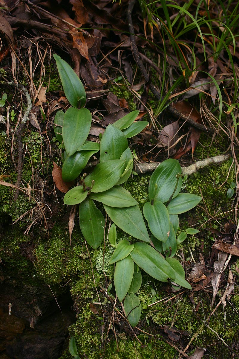 Cynorkis anisoloba