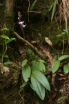 Cynorkis anisoloba