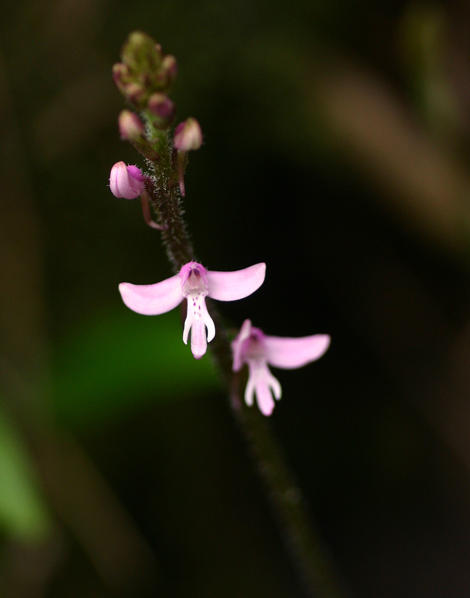 Cynorkis anisoloba