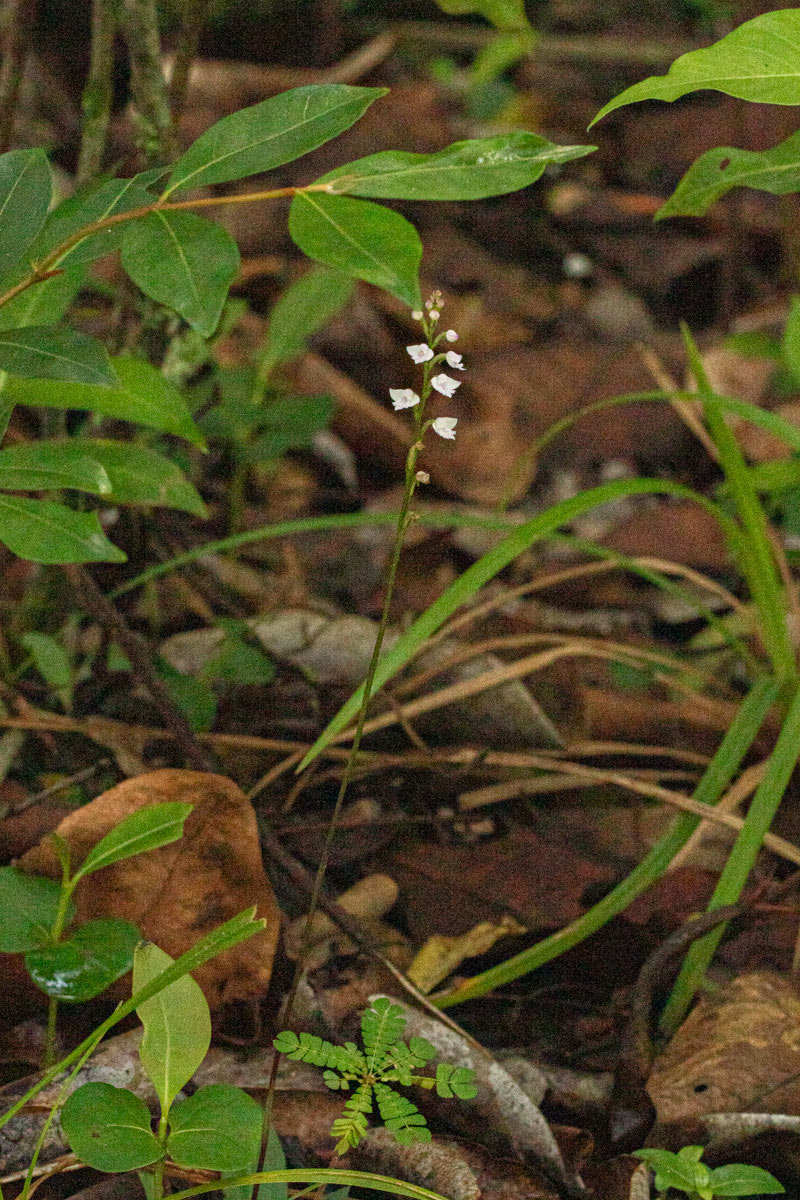 Cynorkis debilis