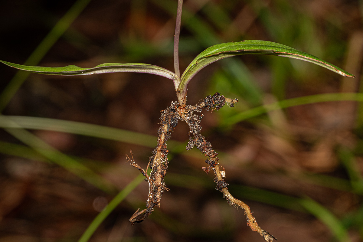 Cynorkis debilis