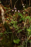 Cynorkis kirkii